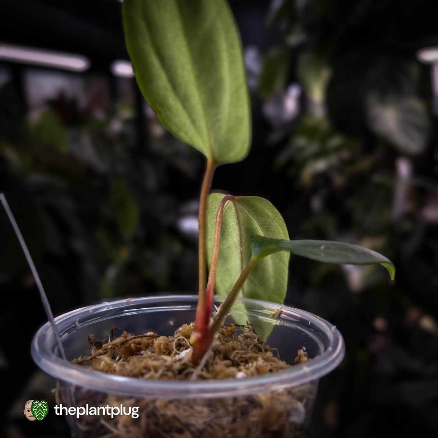 Anthurium 'Indo Port' x (pap 'FS' x 'RVDP')