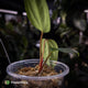 Anthurium 'Indo Port' x (pap 'FS' x 'RVDP')