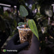 Anthurium 'Indo Port' x (pap 'FS' x 'RVDP')