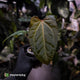 Anthurium 'Red Crystallinum' x 'Indo Port'