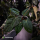 Anthurium 'Red Crystallinum' x 'Indo Port'