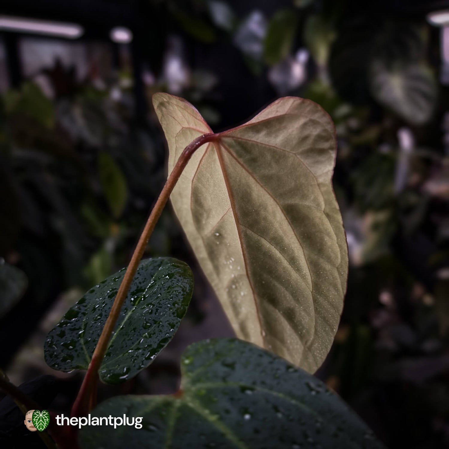Anthurium 'Red Crystallinum' x 'Indo Port'