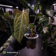Anthurium 'Red Crystallinum' x 'Indo Port'