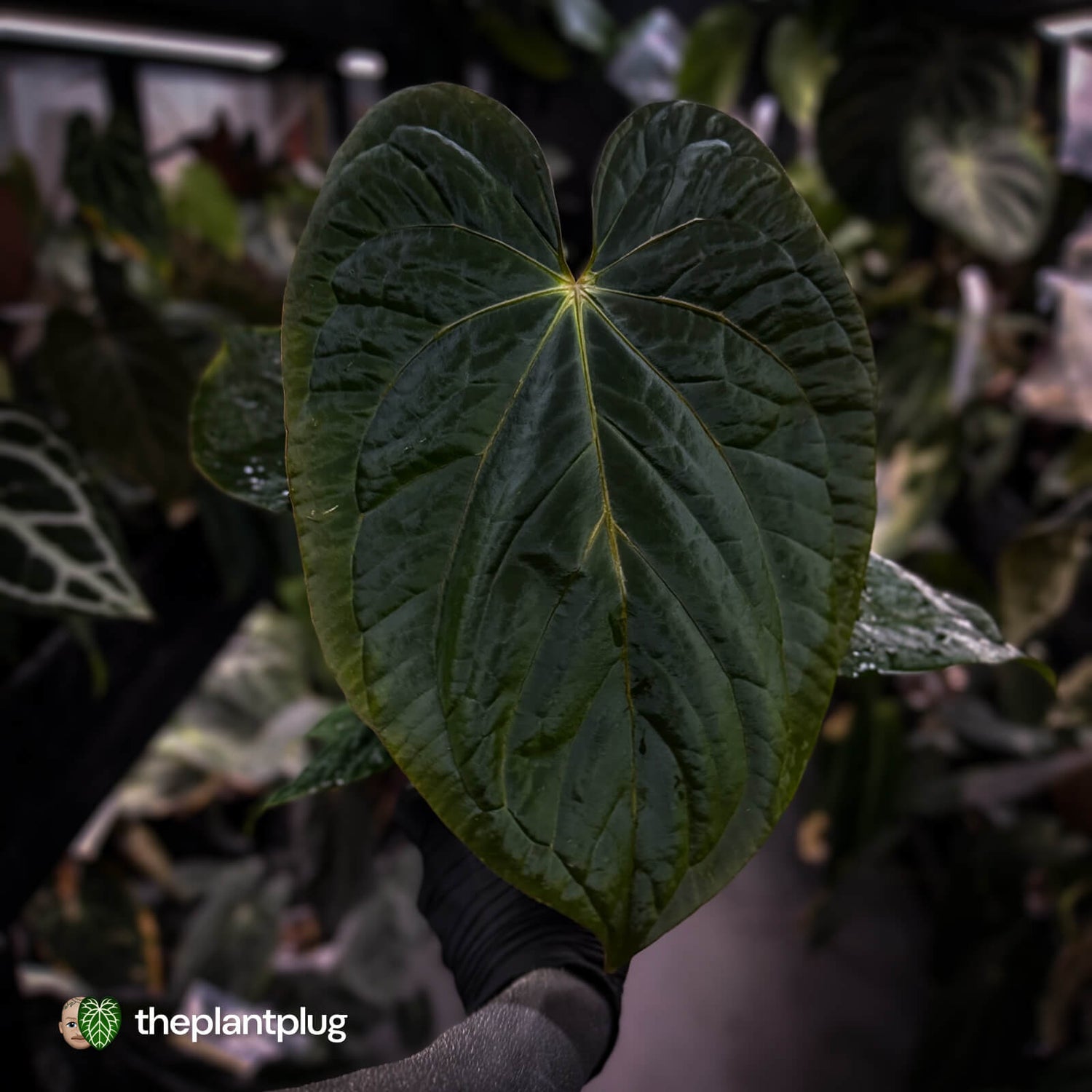 Anthurium antolakii x kunayalense • XXL holdback