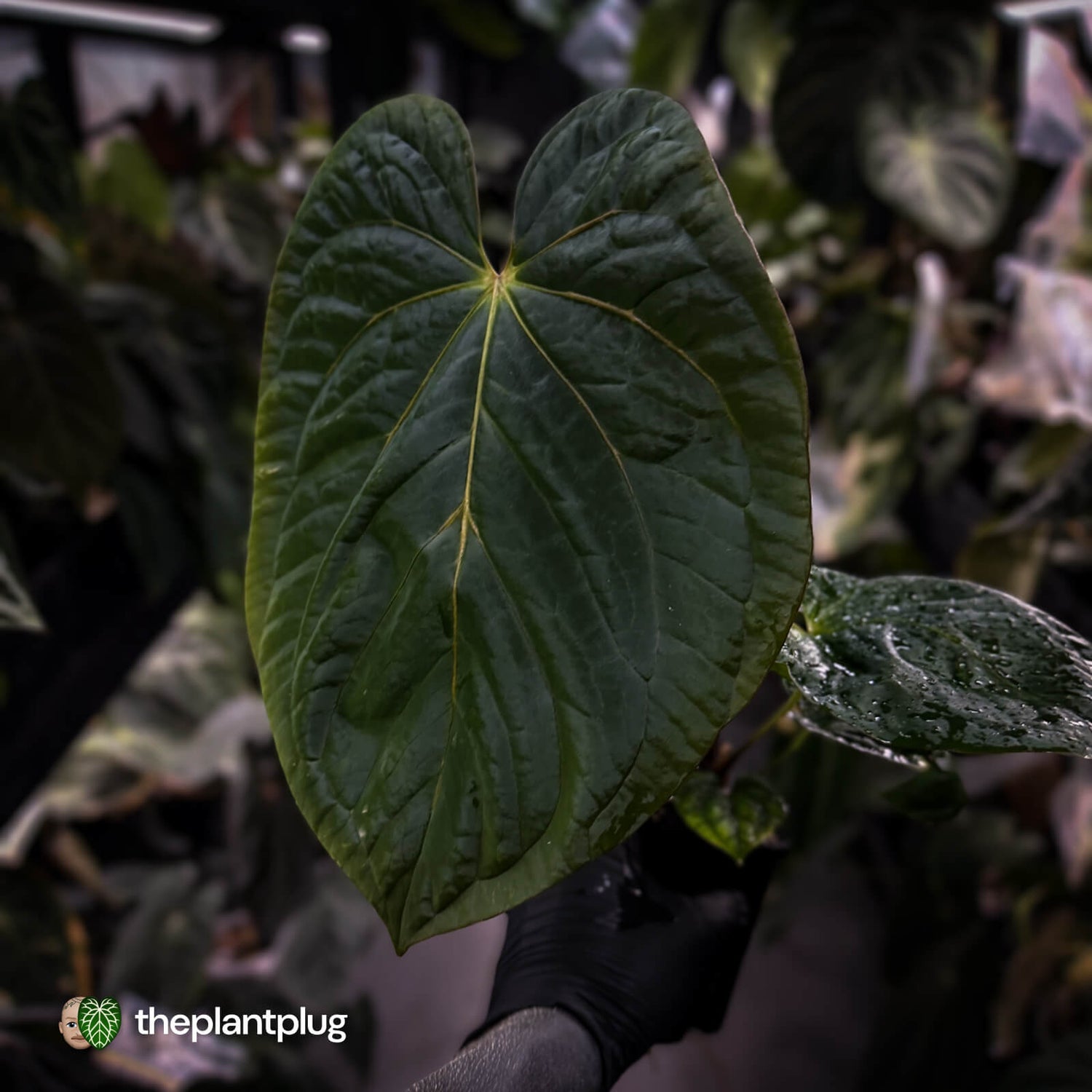 Anthurium antolakii x kunayalense • XXL holdback
