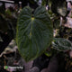 Anthurium antolakii x kunayalense • XXL holdback