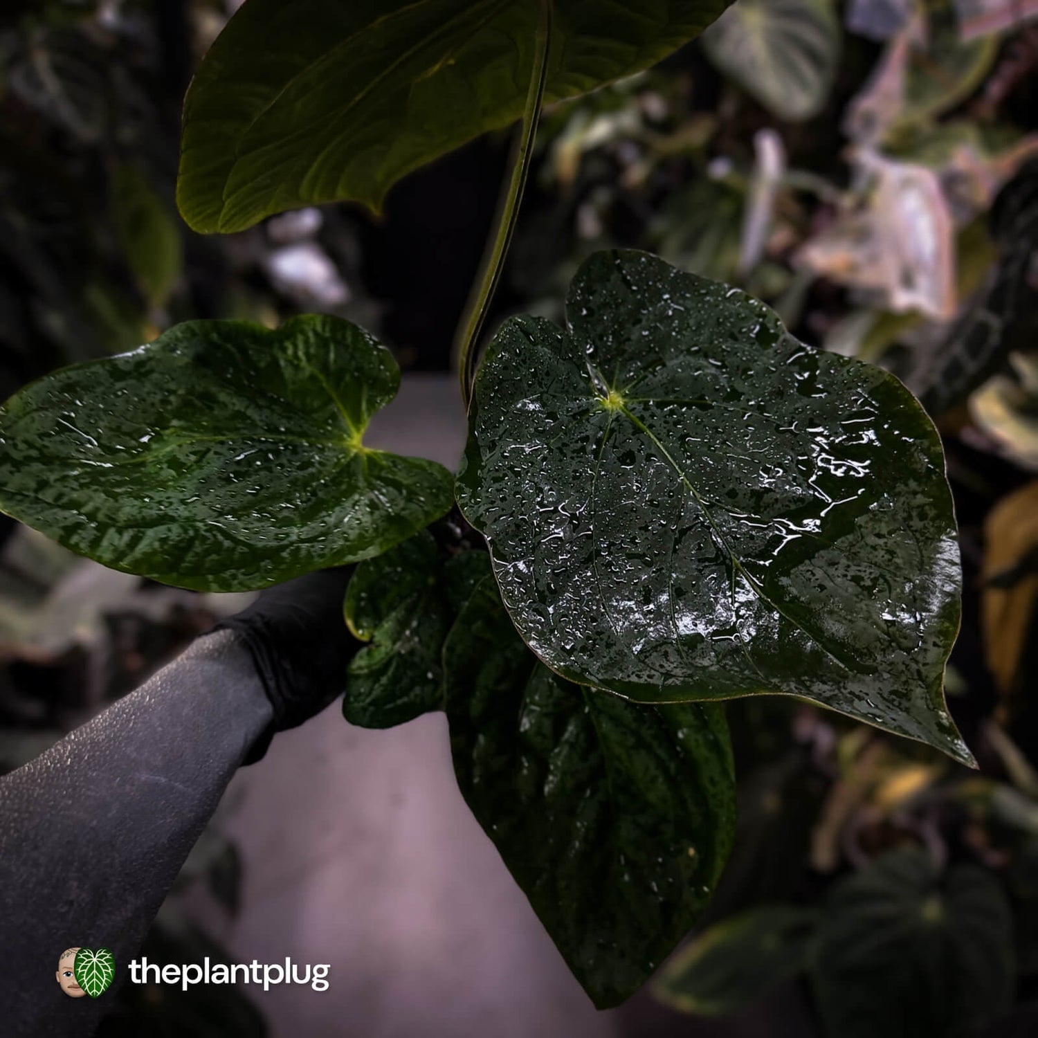 Anthurium antolakii x kunayalense • XXL holdback
