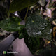 Anthurium antolakii x kunayalense • XXL holdback