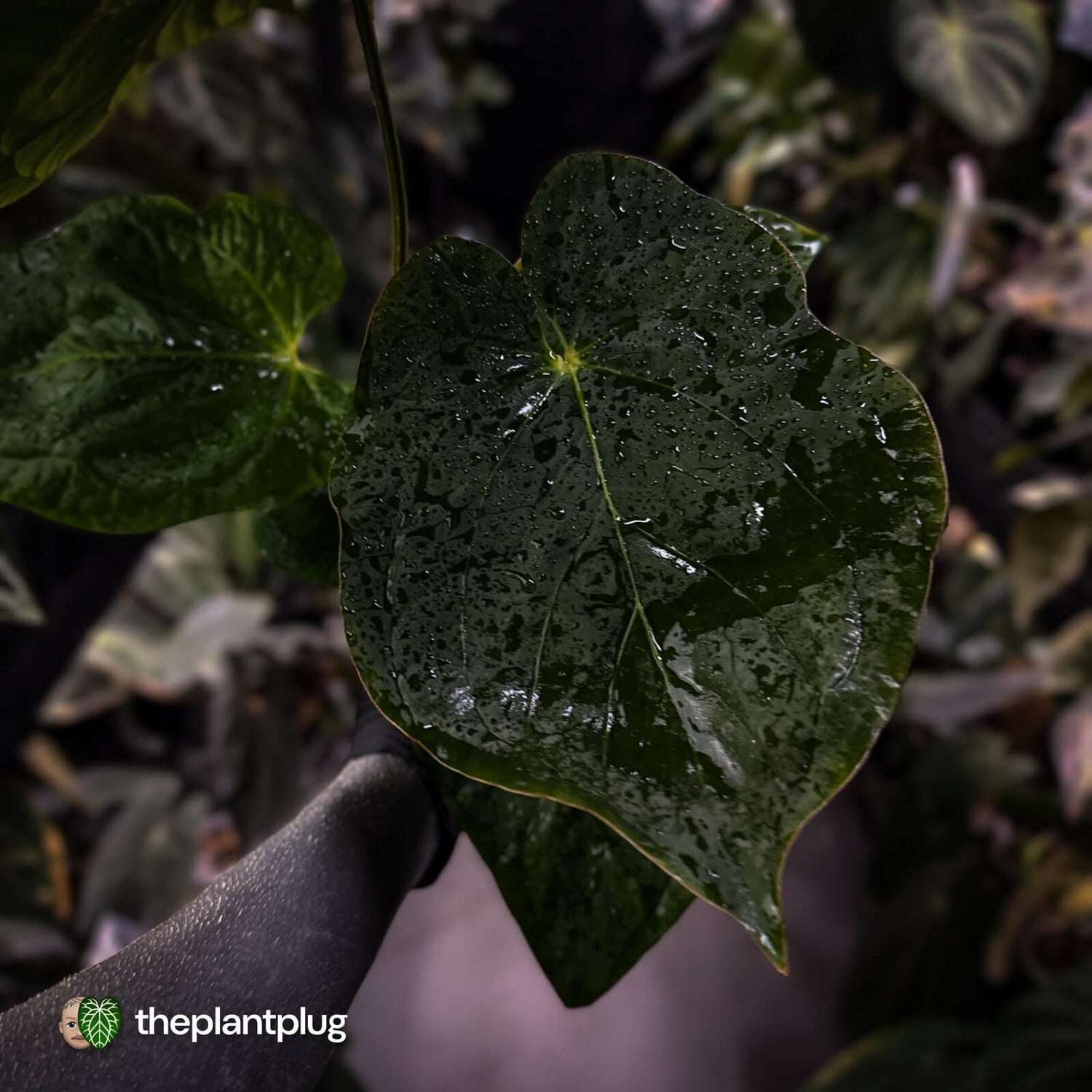 Anthurium antolakii x kunayalense • XXL holdback
