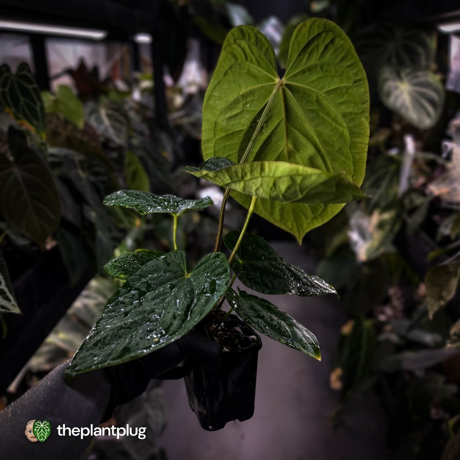 Anthurium antolakii x kunayalense • XXL holdback