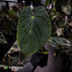 Anthurium antolakii x kunayalense • XXL holdback