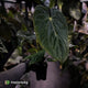 Anthurium antolakii x kunayalense • XXL holdback