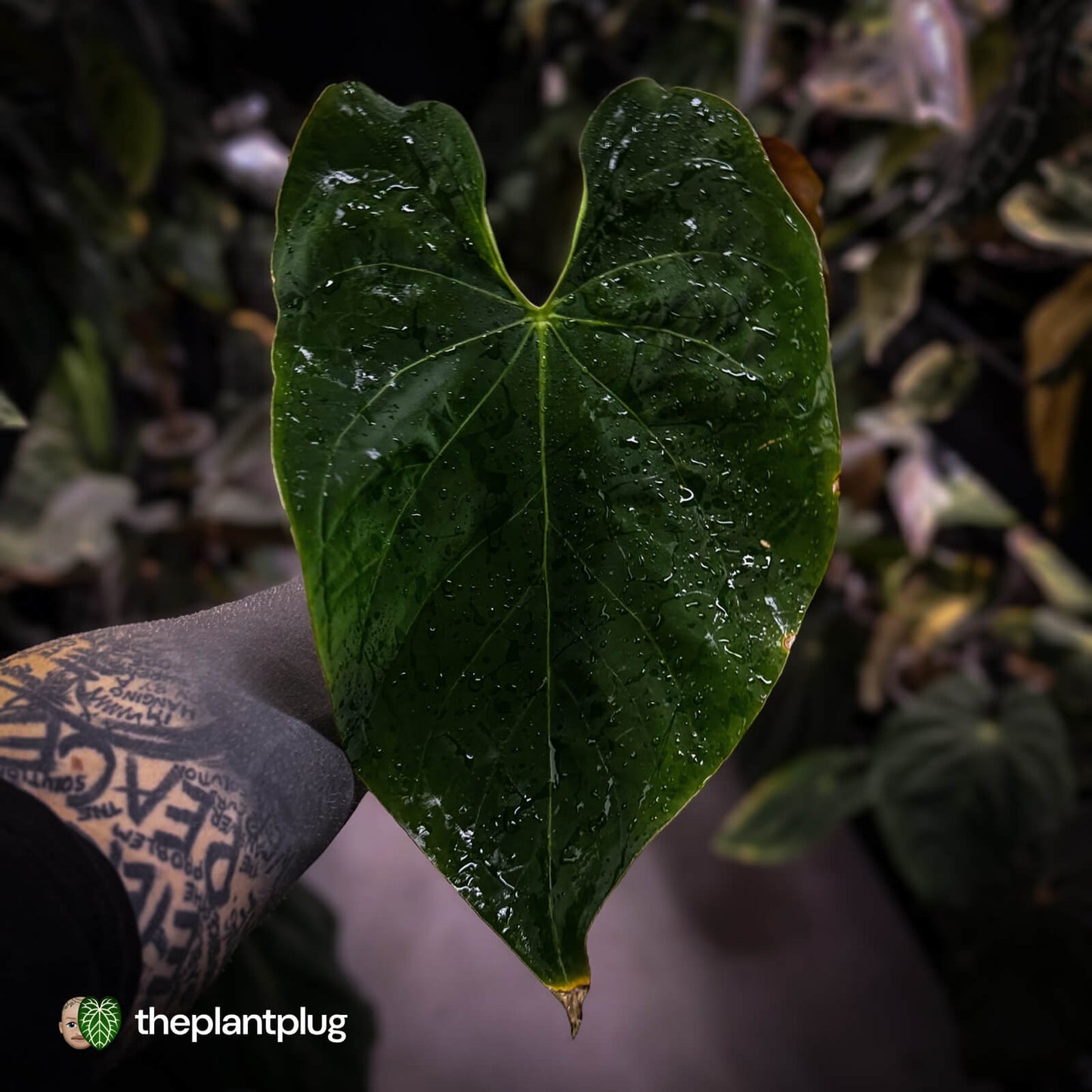 Anthurium 'Midas Touch' • ghost variegated ✨