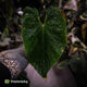 Anthurium 'Midas Touch' • ghost variegated ✨