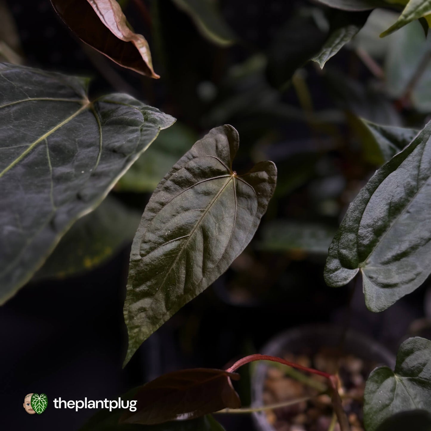 Anthurium #BlackParade • grower's choice