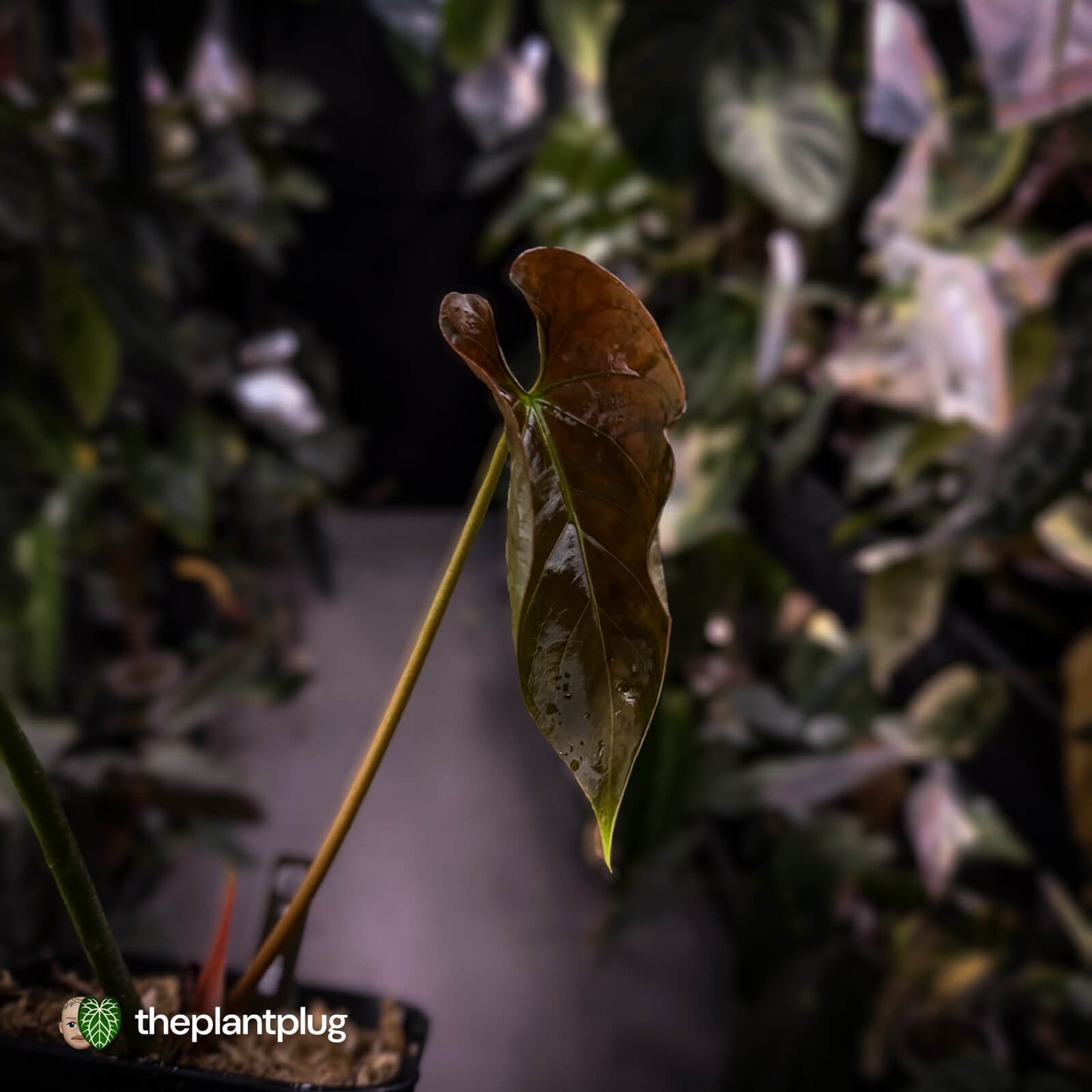 Anthurium 'Midas Touch' • ghost variegated ✨