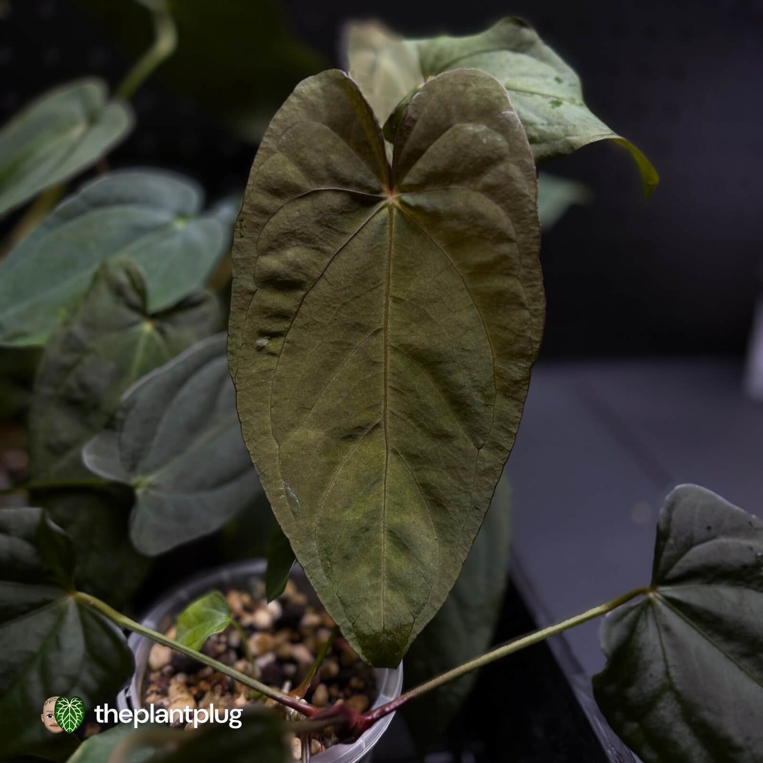 Anthurium #BlackParade • grower's choice