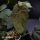 Anthurium #BlackParade • grower's choice