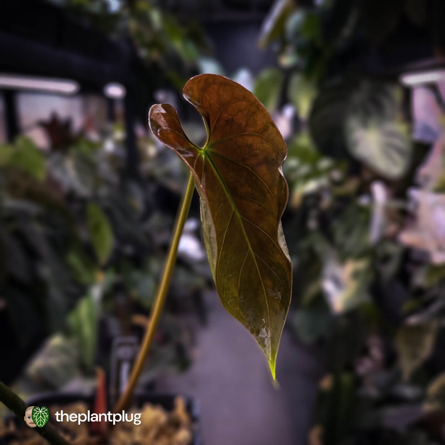 Anthurium 'Midas Touch' • ghost variegated ✨