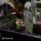 Anthurium #BlackParade • grower's choice