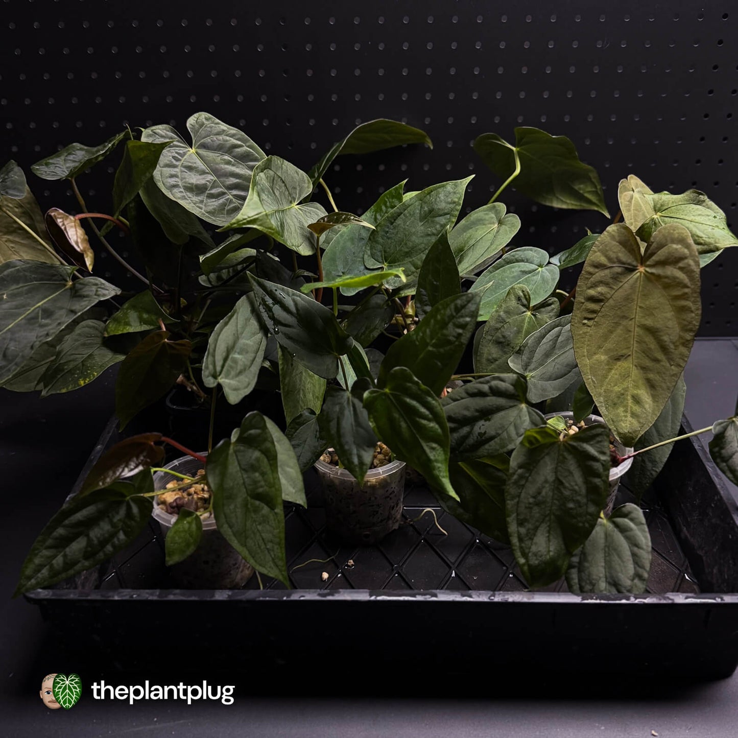 Anthurium #BlackParade • grower's choice