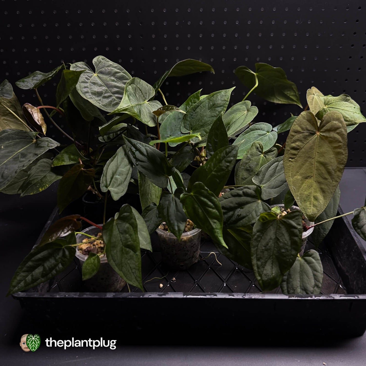 Anthurium #BlackParade • grower's choice