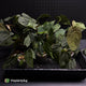 Anthurium #BlackParade • grower's choice