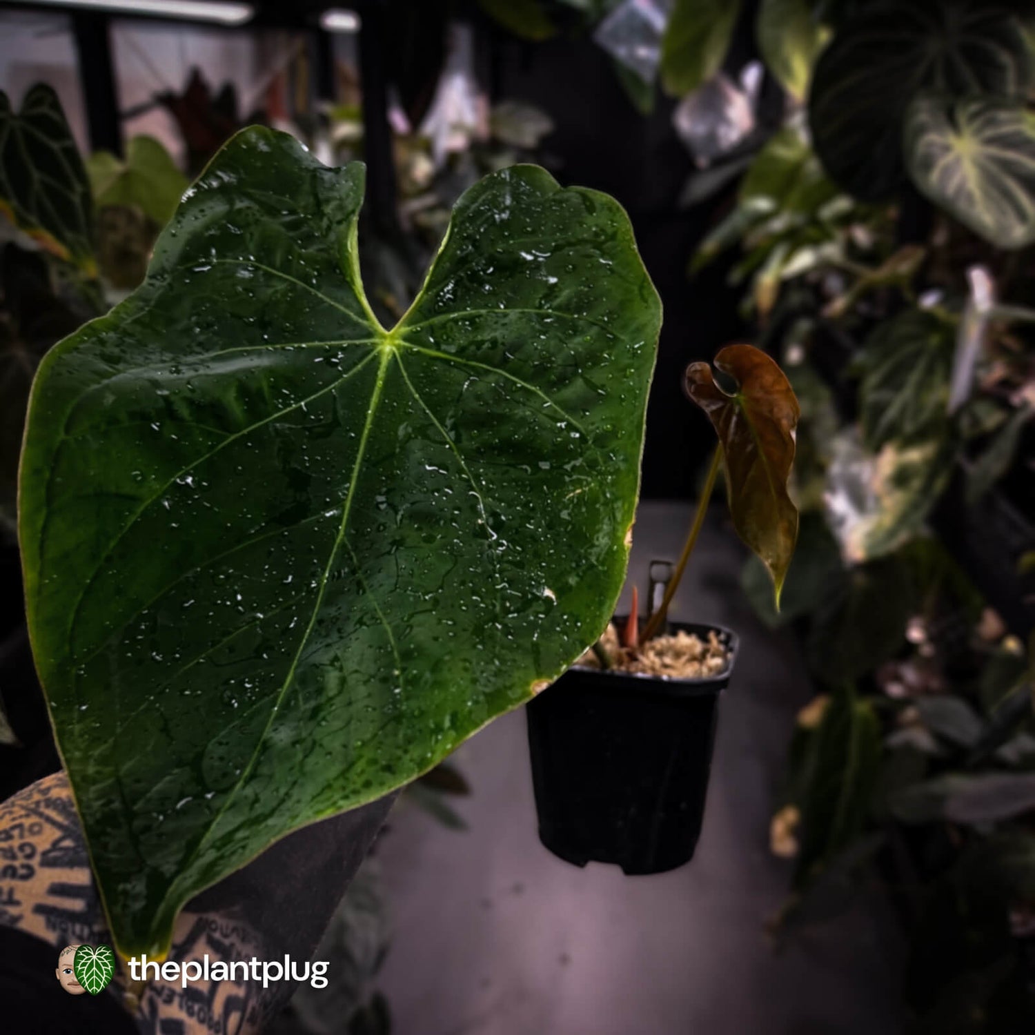 Anthurium 'Midas Touch' • ghost variegated ✨