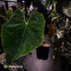 Anthurium 'Midas Touch' • ghost variegated ✨