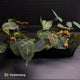 Anthurium #Artemis • grower's choice