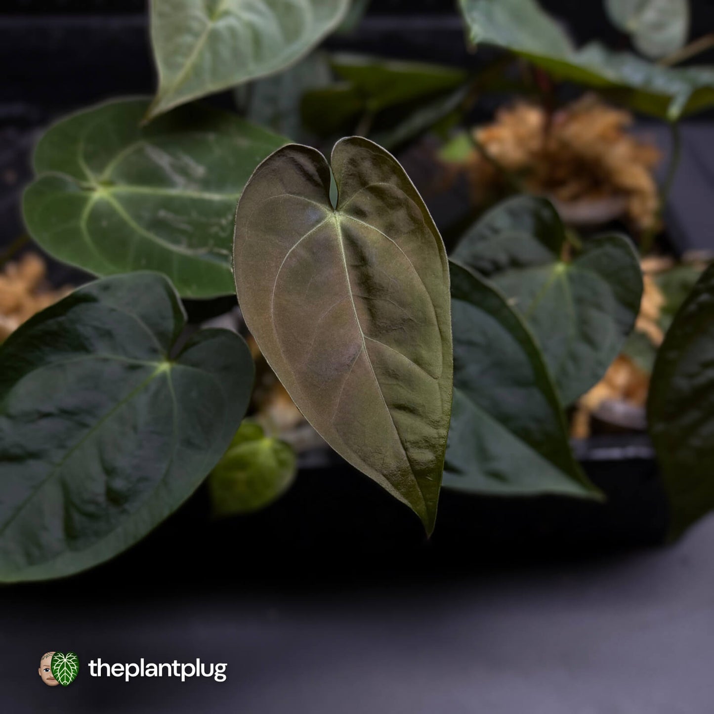 Anthurium #Artemis • grower's choice