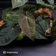 Anthurium #Artemis • grower's choice