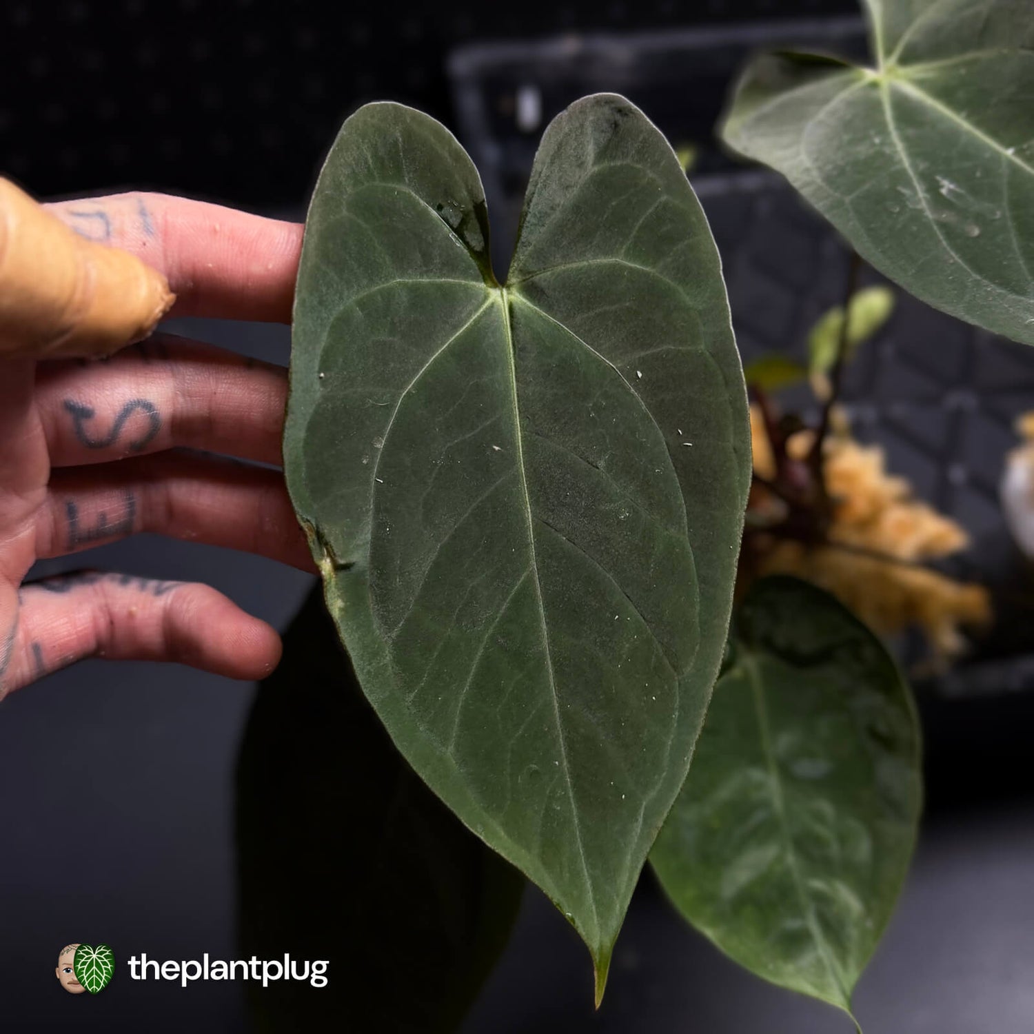 Anthurium #Artemis • grower's choice