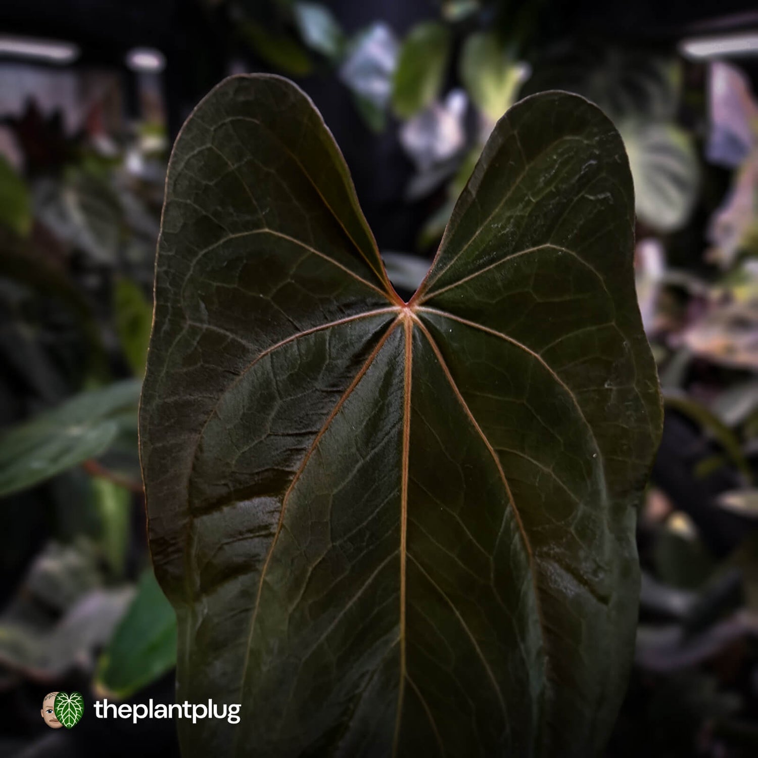 Anthurium papillilaminum 'RL' s1 x 'Black Cherry' • select holdback