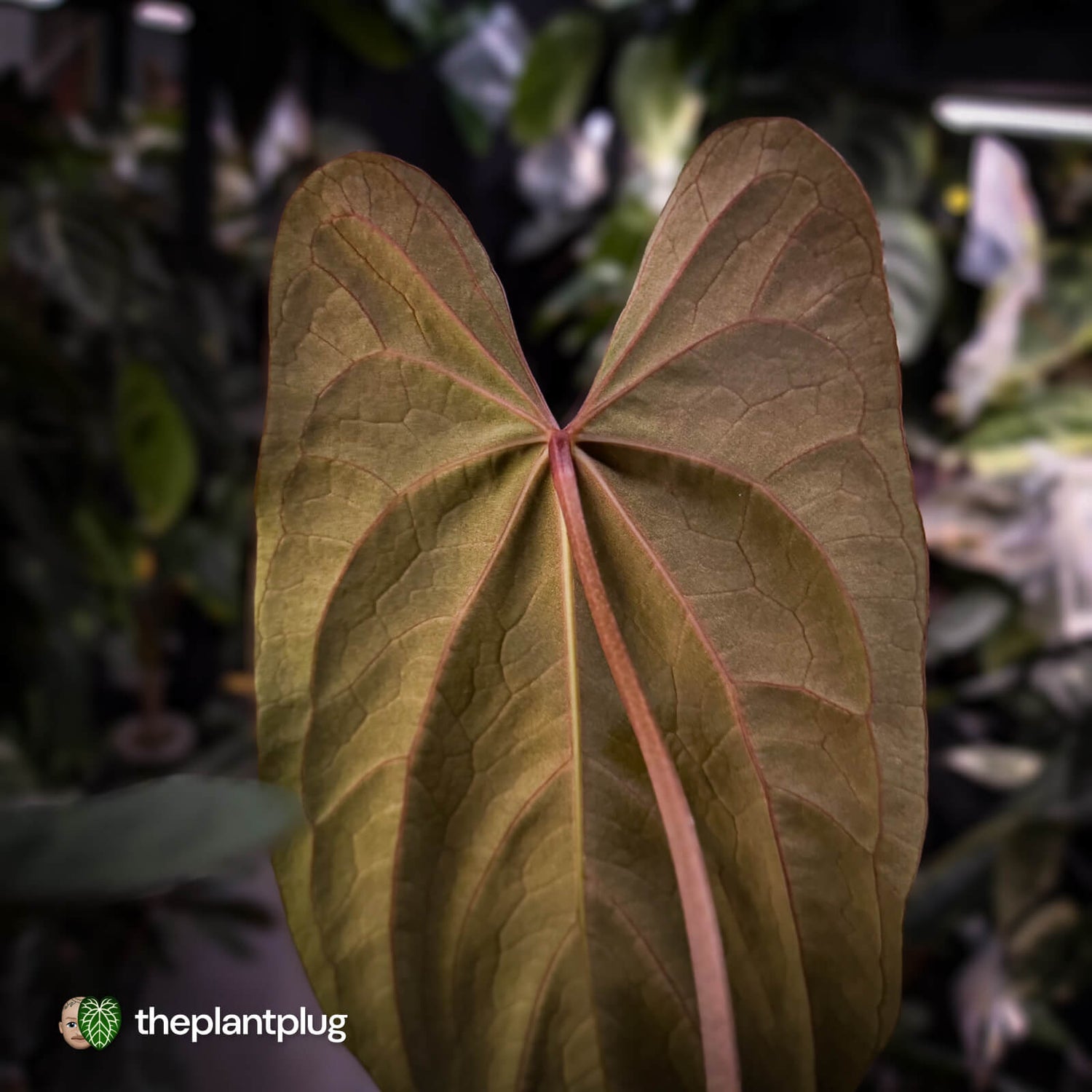 Anthurium papillilaminum 'RL' s1 x 'Black Cherry' • select holdback
