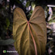 Anthurium papillilaminum 'RL' s1 x 'Black Cherry' • select holdback