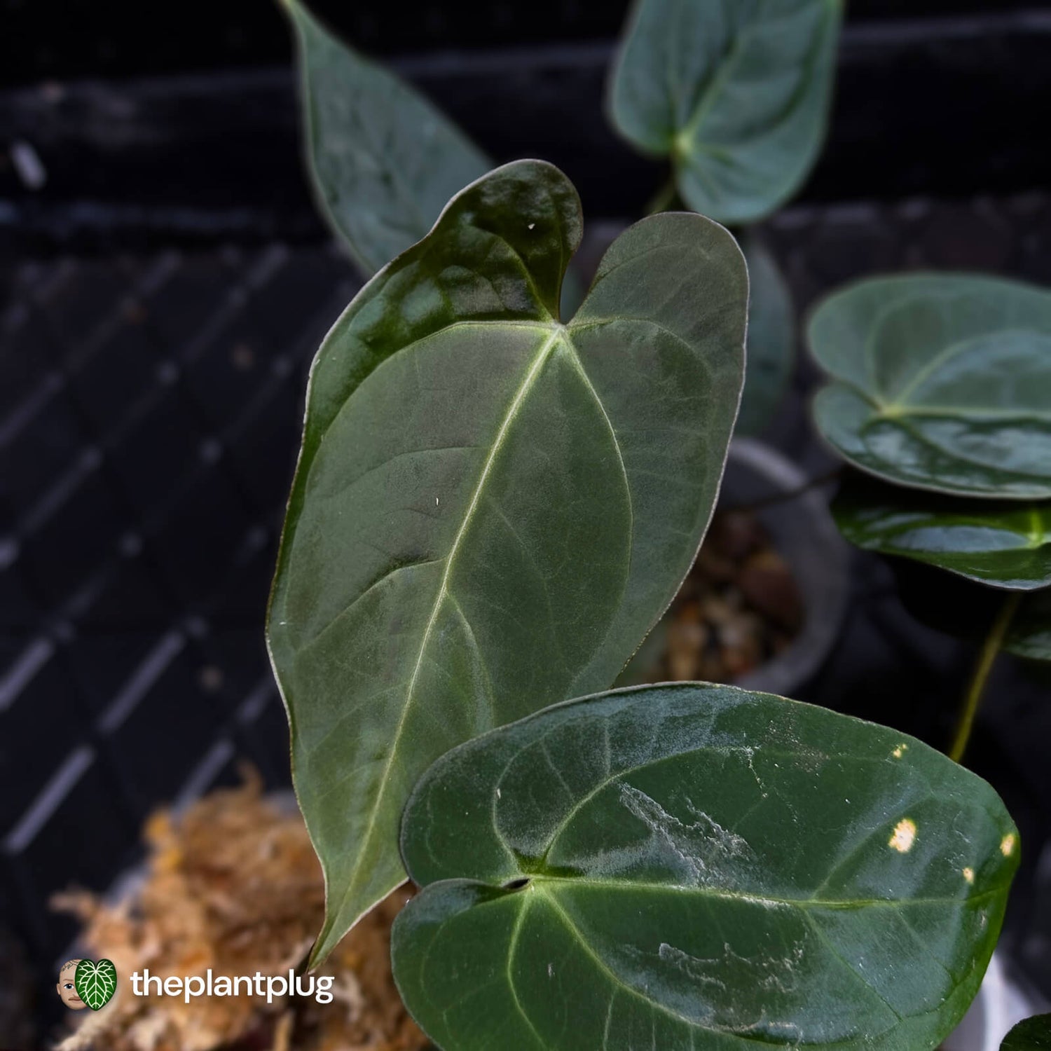 Anthurium #Artemis • grower's choice