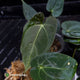 Anthurium #Artemis • grower's choice