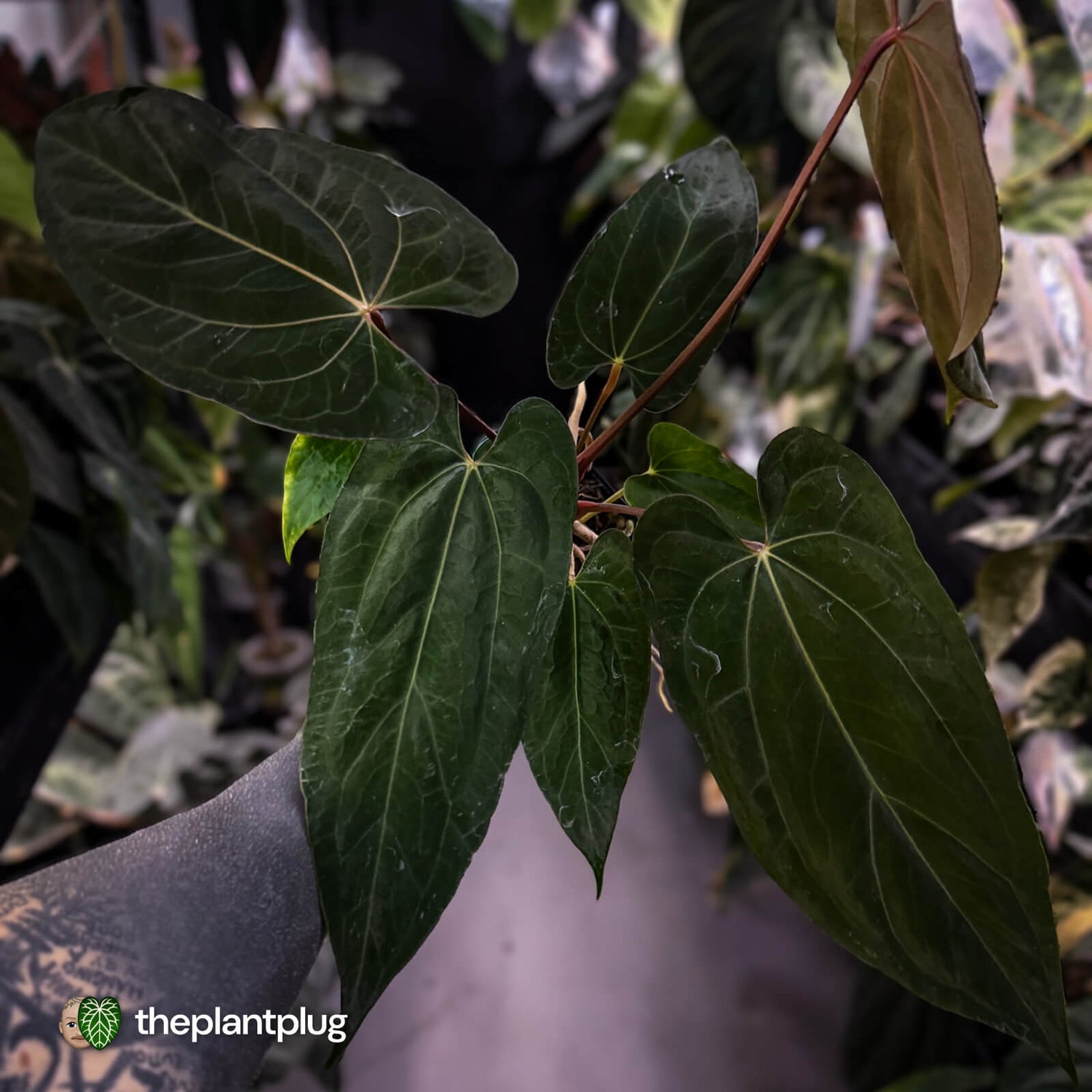 Anthurium papillilaminum 'RL' s1 x 'Black Cherry' • select holdback