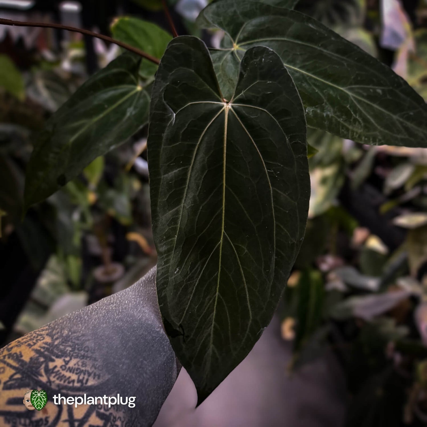 Anthurium papillilaminum 'RL' s1 x 'Black Cherry' • select holdback