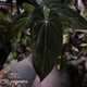 Anthurium papillilaminum 'RL' s1 x 'Black Cherry' • select holdback