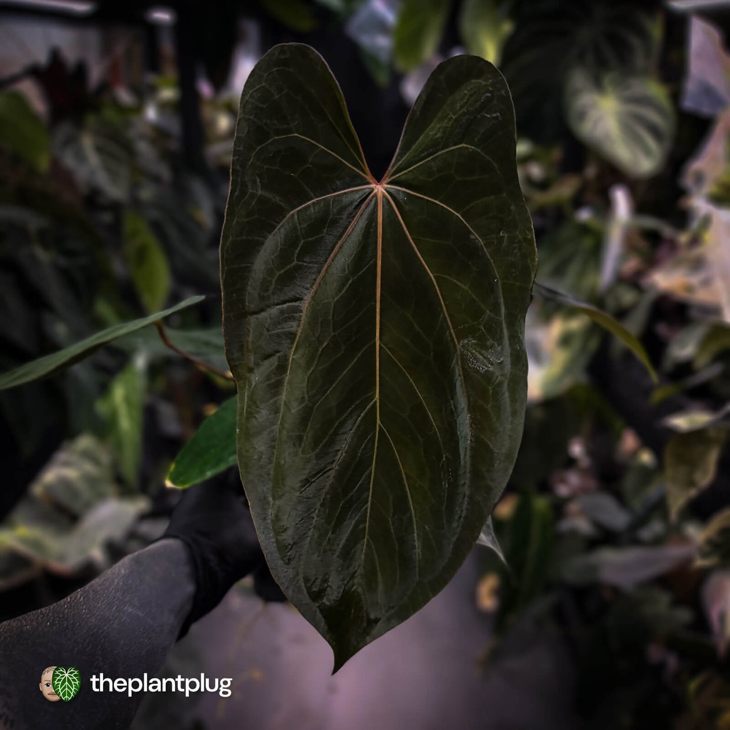 Anthurium papillilaminum 'RL' s1 x 'Black Cherry' • select holdback