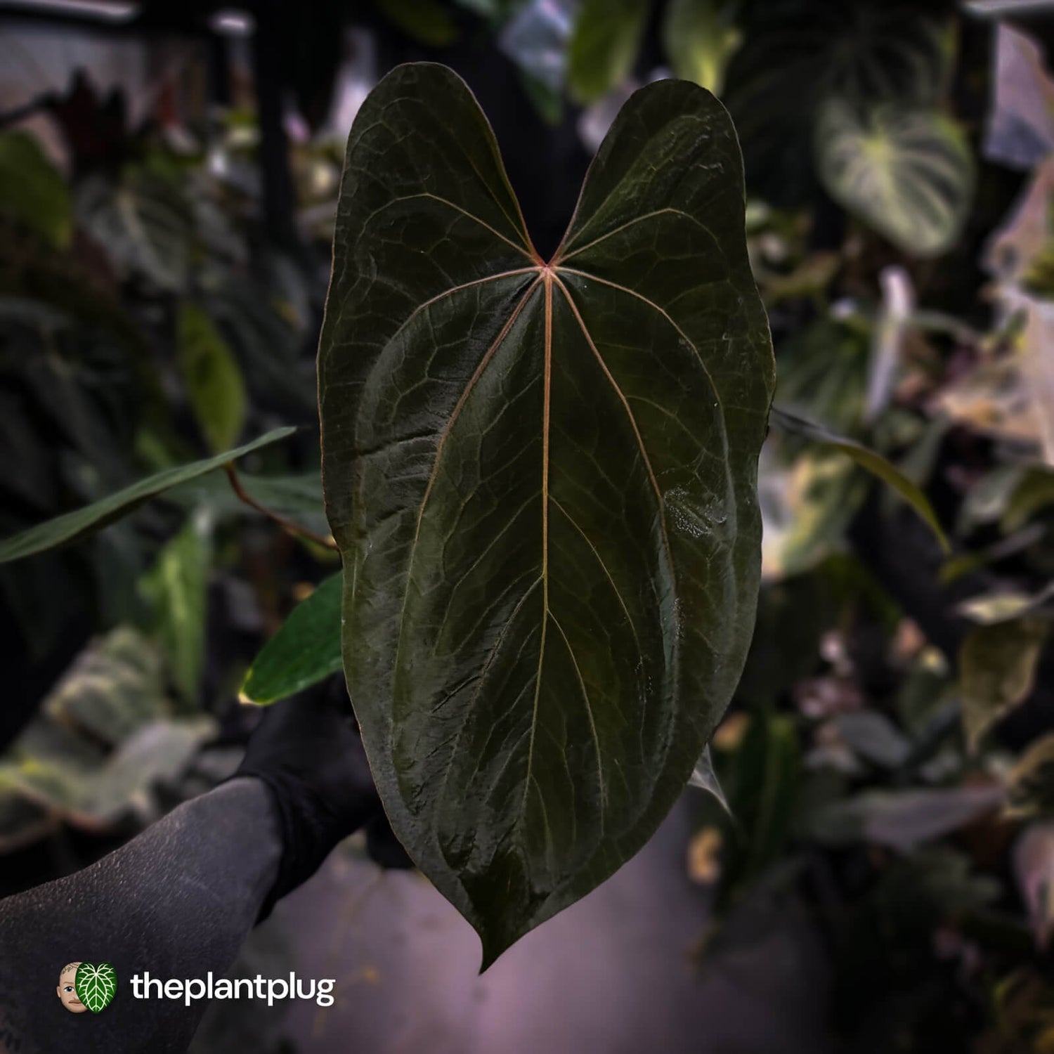 Anthurium papillilaminum 'RL' s1 x 'Black Cherry' • select holdback
