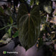 Anthurium papillilaminum 'RL' s1 x 'Black Cherry' • select holdback