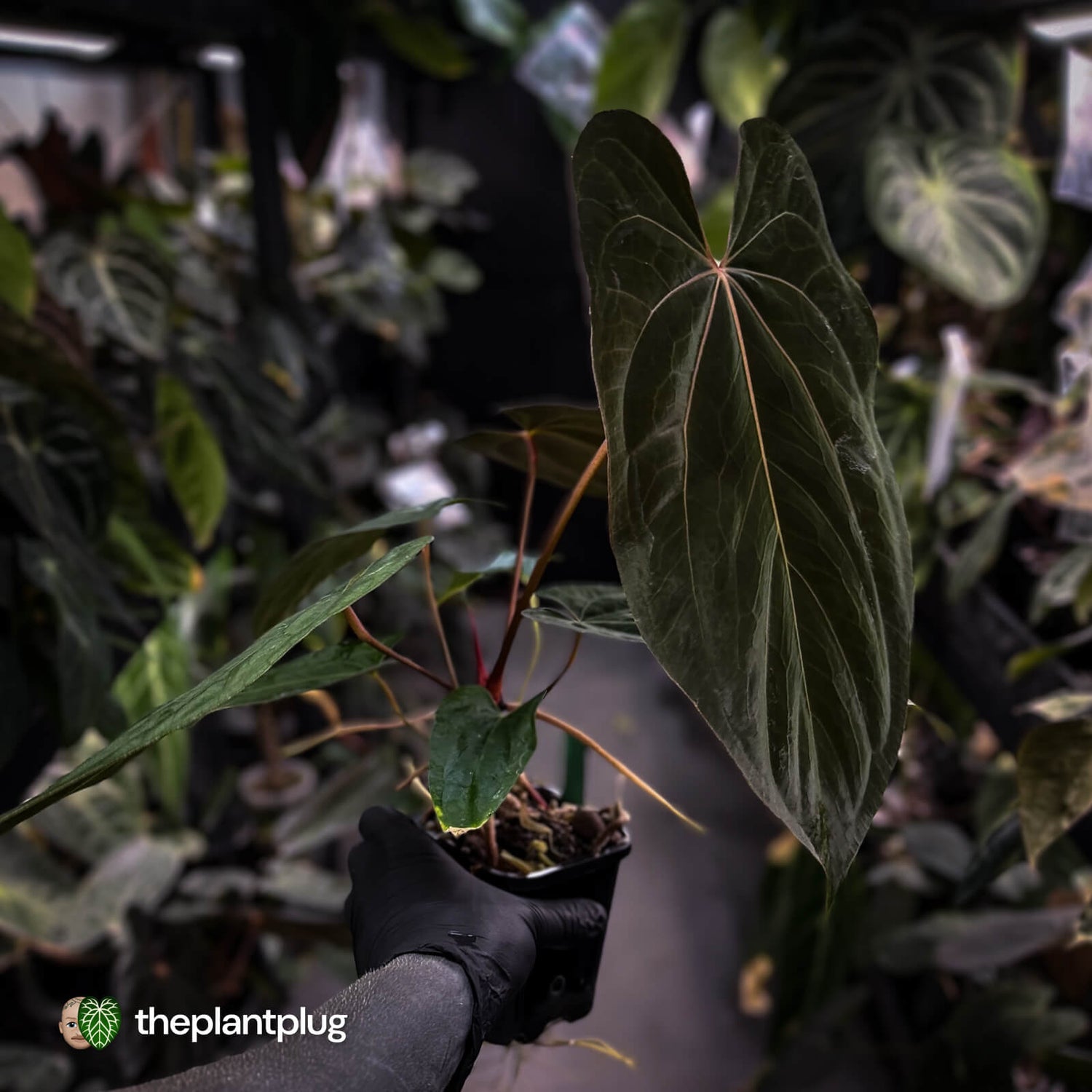 Anthurium papillilaminum 'RL' s1 x 'Black Cherry' • select holdback