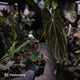 Anthurium papillilaminum 'RL' s1 x 'Black Cherry' • select holdback