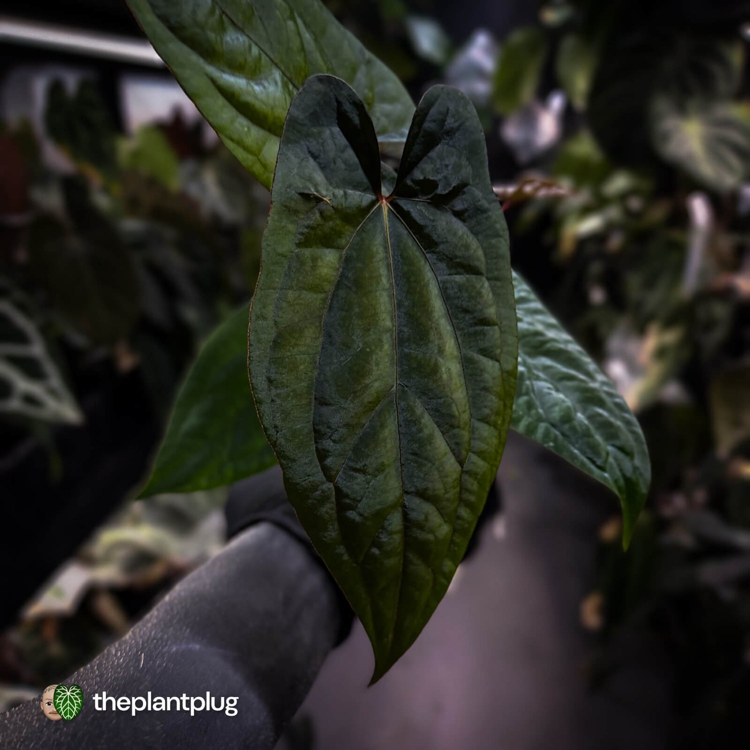 Anthurium 'RVDP' x papillilaminum 'RL' s1 • select