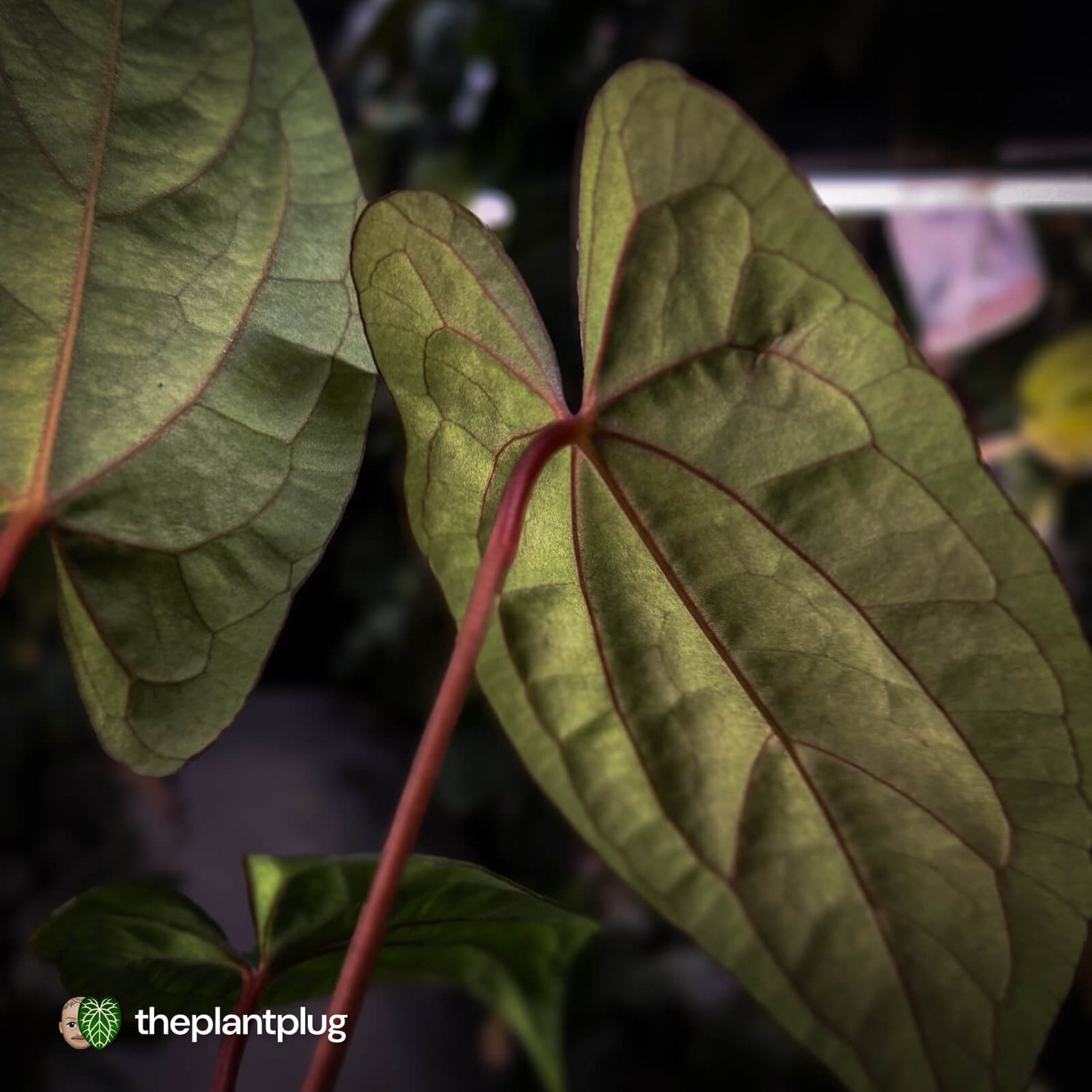 Anthurium 'RVDP' x papillilaminum 'RL' s1 • select