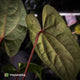 Anthurium 'RVDP' x papillilaminum 'RL' s1 • select