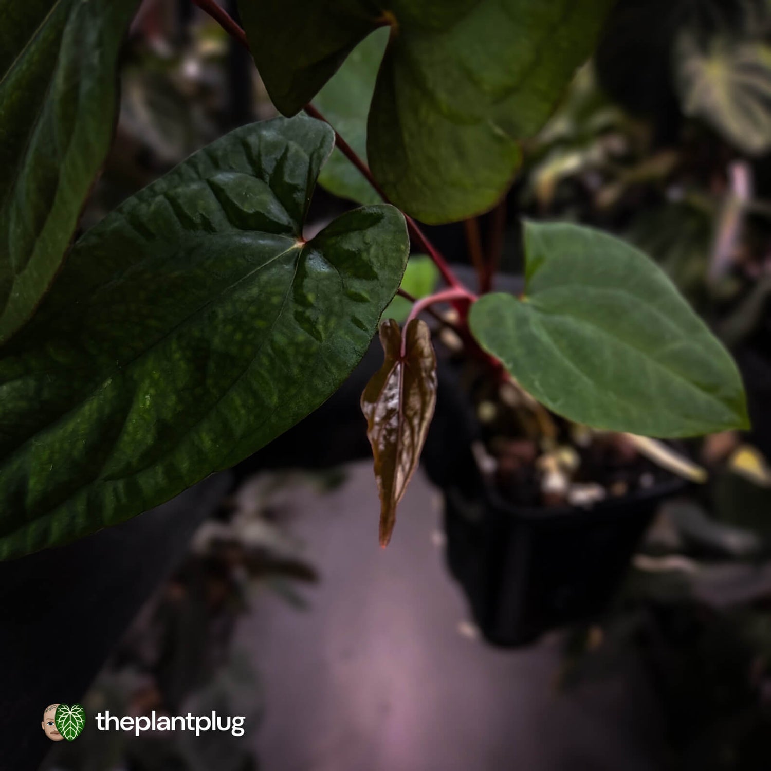 Anthurium 'RVDP' x papillilaminum 'RL' s1 • select